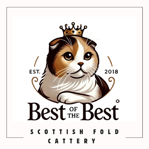 BestOfTheBestScottish: Premium Scottish Fold Cattery