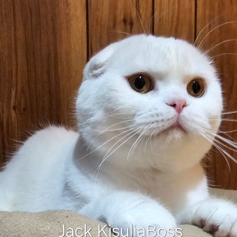 BestOfTheBestScottish: Premium Scottish Fold Cattery - About Us