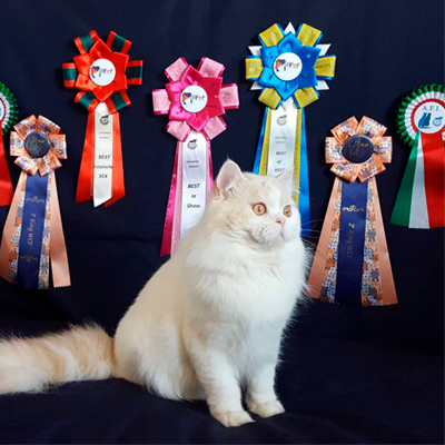 BestOfTheBestScottish: Premium Scottish Fold Cattery