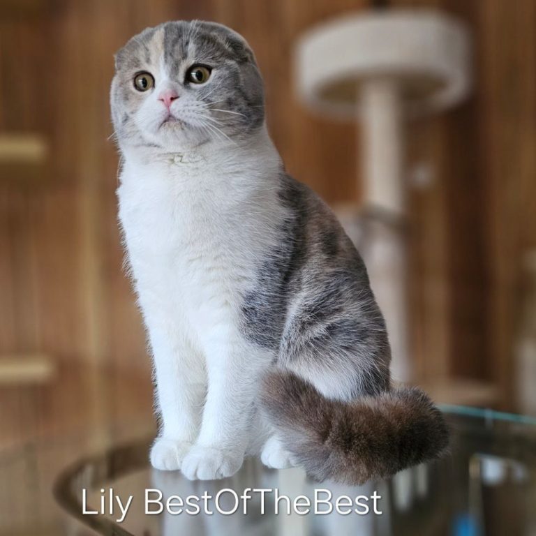 BestOfTheBestScottish: Premium Scottish Fold Cattery - About Us