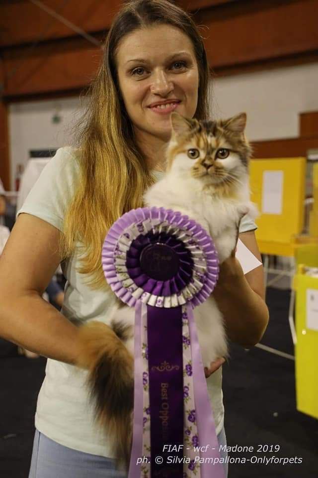 best of the best scottish straight kitten