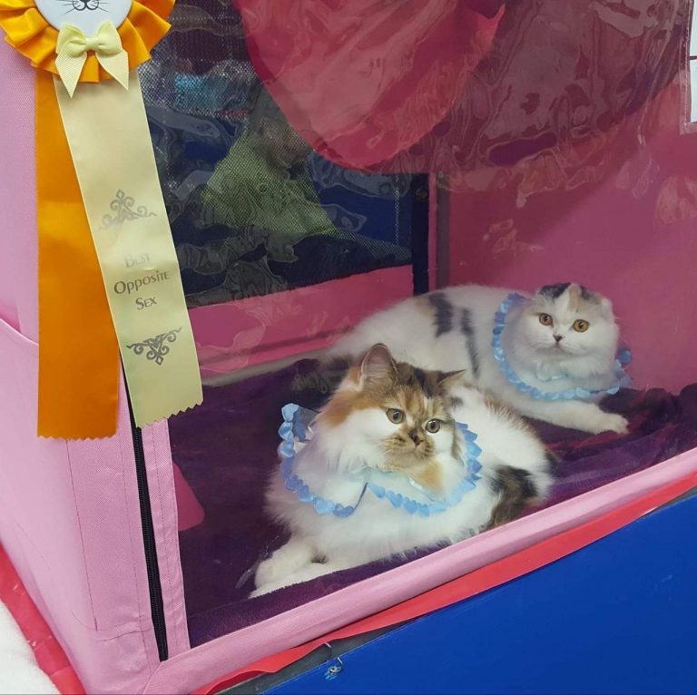 BestOfTheBestScottish: Premium Scottish Fold Cattery - About Us