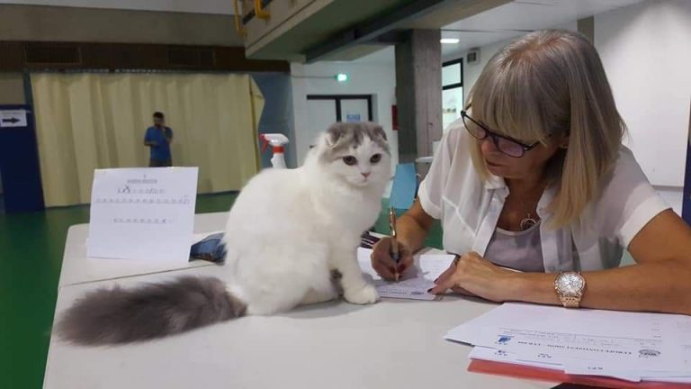 BestOfTheBestScottish: Premium Scottish Fold Cattery - About Us