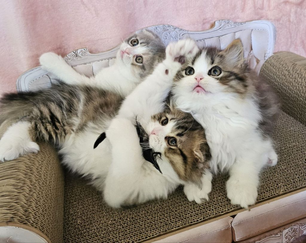 Scottish Straight, Scottish Fold, and Highland kittens from cattery BestOfTheBest