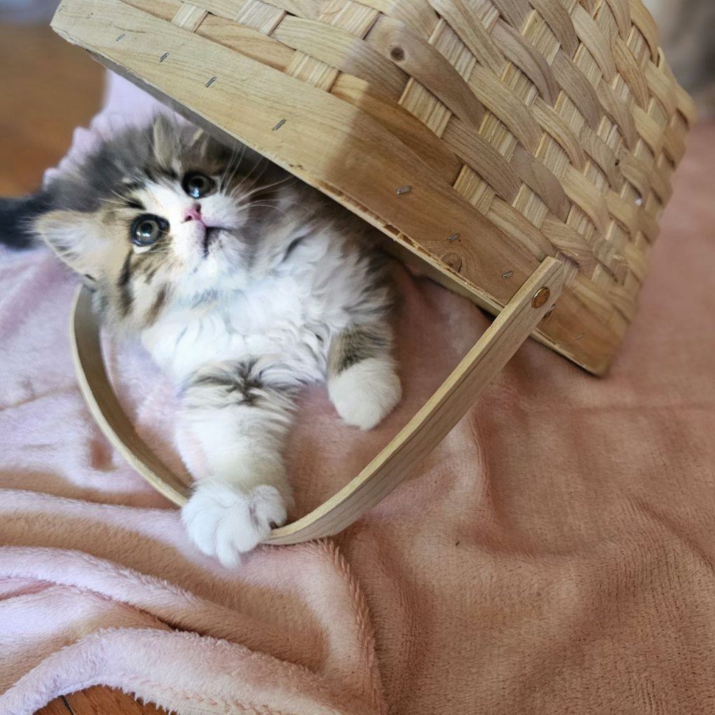 Scottish Straight Longhair kitten, brown tabby, in a basket.