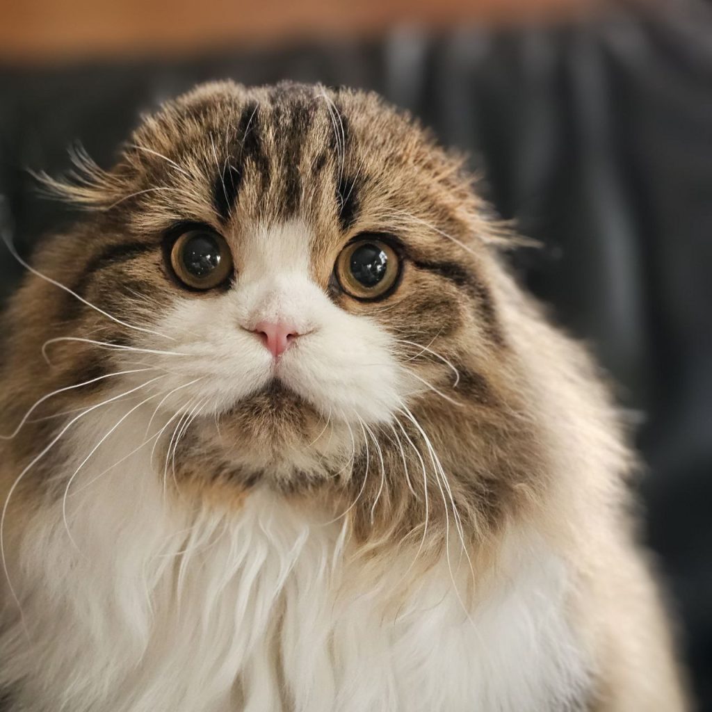 Scottish Fold Long Hair Kitten