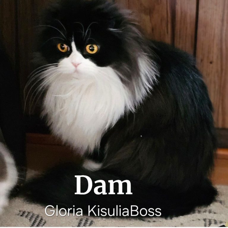 Scottish Fold Long Hair color Black and White