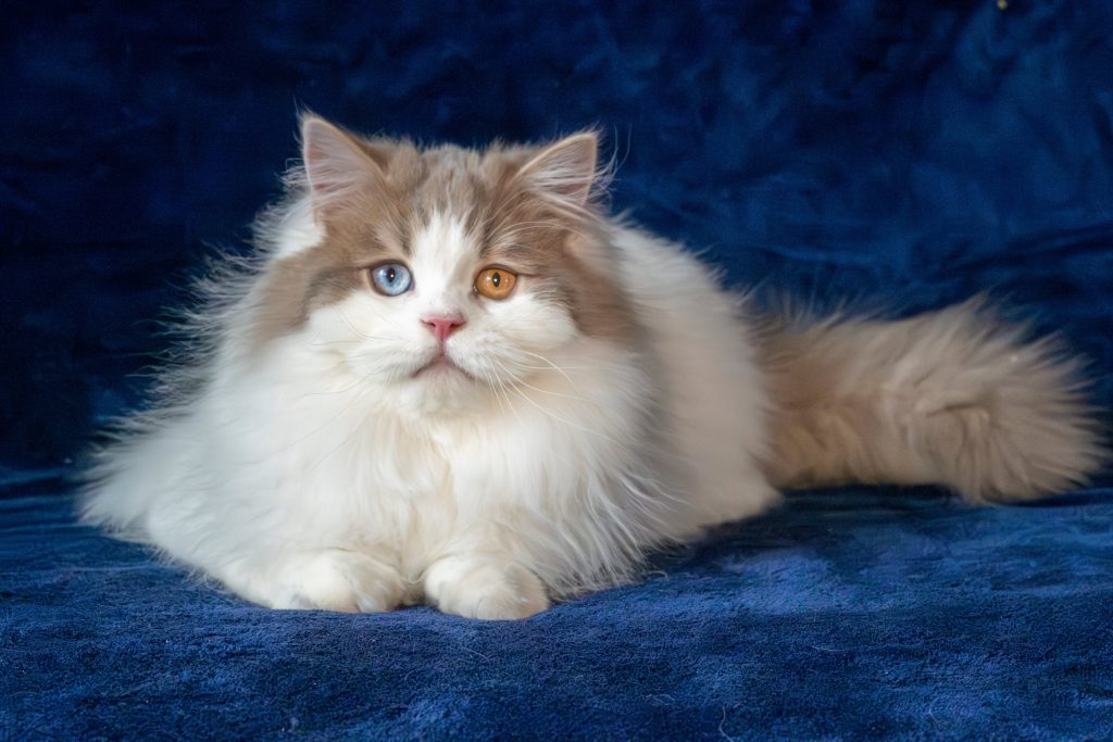 Portrait of a long-haired Scottish Straight cat of lilac color with odd eyes: one blue and one amber.