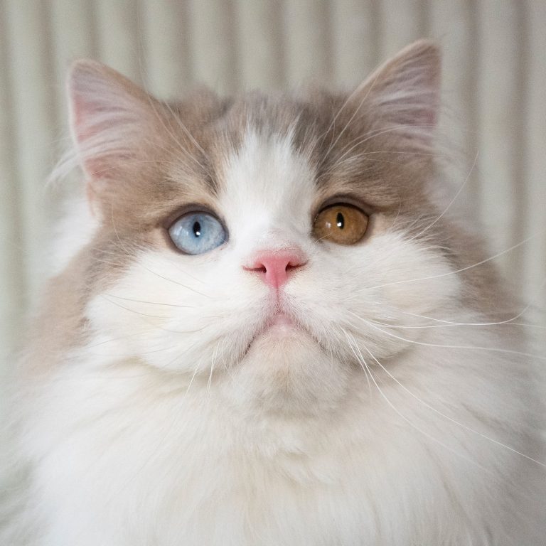 Lilac and white Scottish Straight Longhair male cat with odd eyes – excellent for breeding, BestOfTheBest cattery