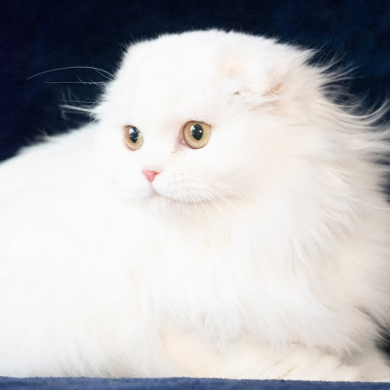 Sophia - Highland fold (Scottish fold longhair ) , female color white