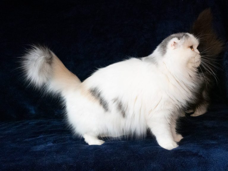 Understanding Cats’ Body Language