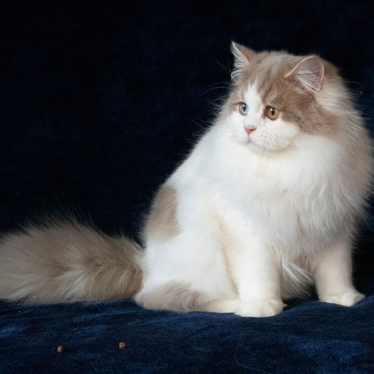 Lilac and white Scottish Straight Longhair male cat with odd eyes – excellent for breeding, BestOfTheBest cattery