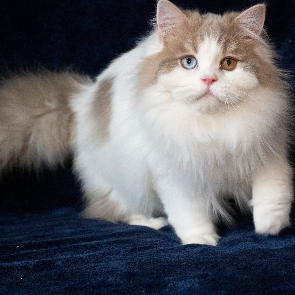 Lilac and white Scottish Straight Longhair male cat with odd eyes – excellent for breeding, BestOfTheBest cattery