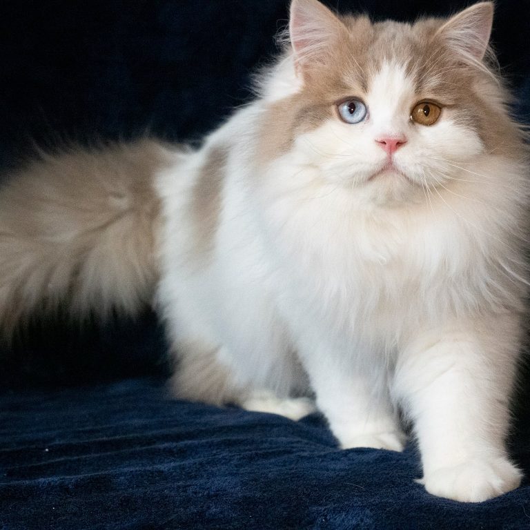 Lilac and white Scottish Straight Longhair male cat with odd eyes – excellent for breeding, BestOfTheBest cattery
