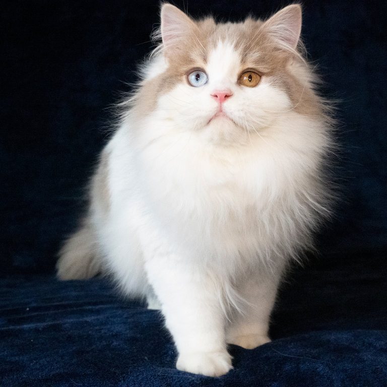 Lilac and white Scottish Straight Longhair male cat with odd eyes – excellent for breeding, BestOfTheBest cattery
