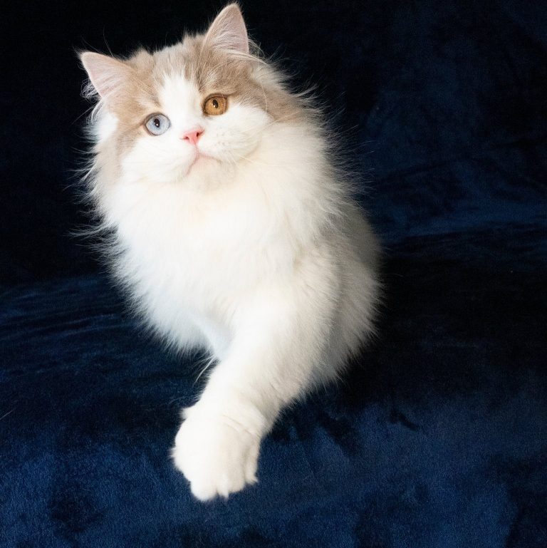 Lilac and white Scottish Straight Longhair male cat with odd eyes – excellent for breeding, BestOfTheBest cattery