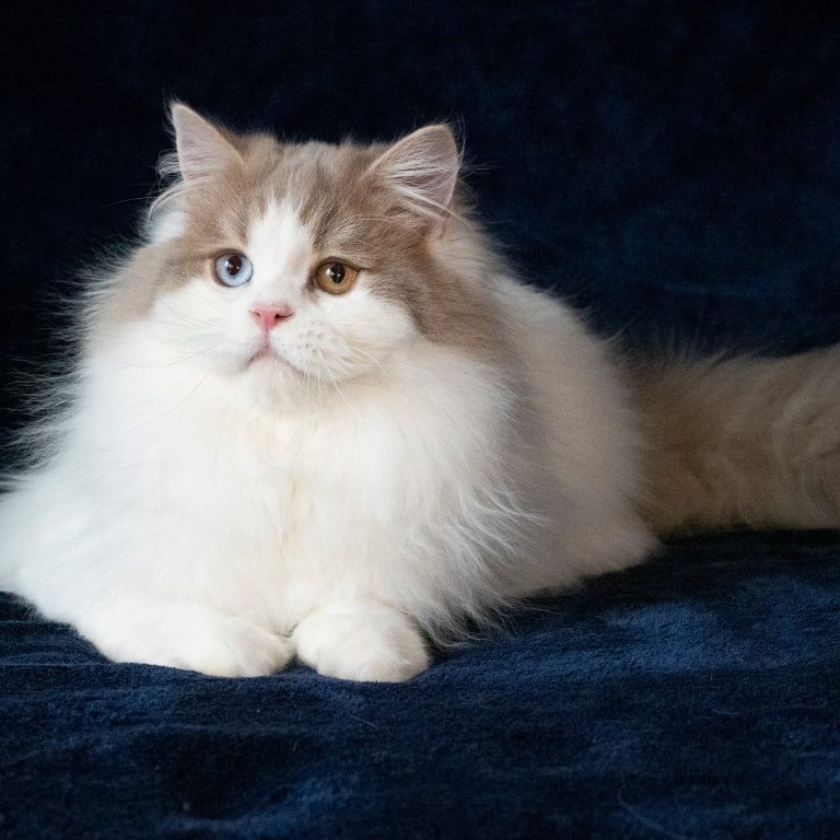 Lilac and white Scottish Straight Longhair male cat with odd eyes – excellent for breeding, BestOfTheBest cattery
