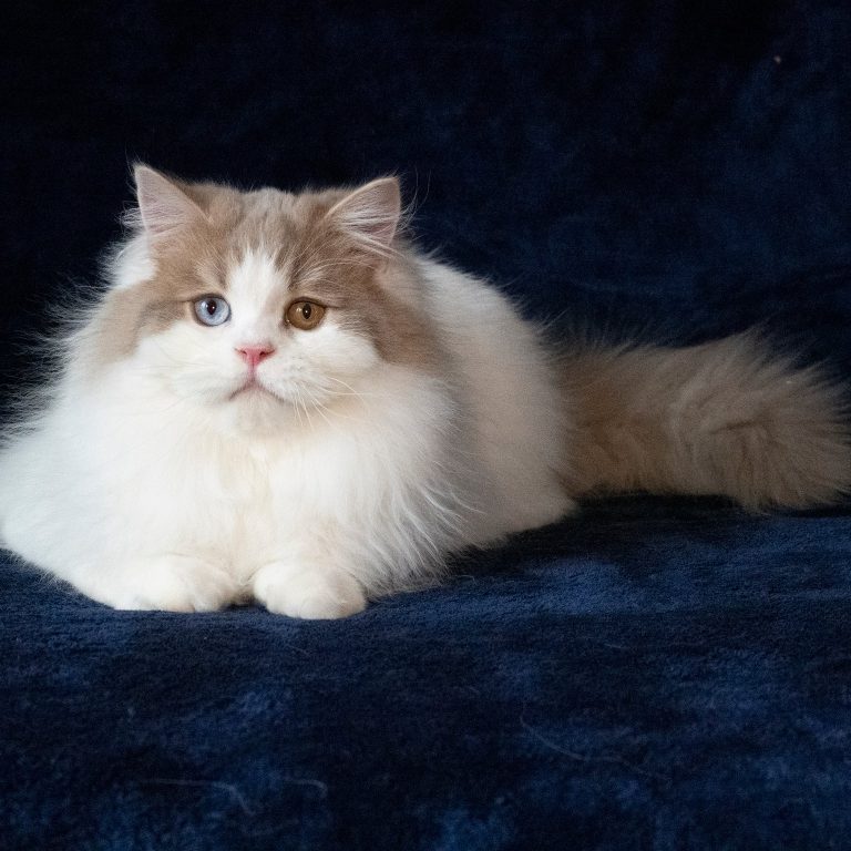 Lilac and white Scottish Straight Longhair male cat with odd eyes – excellent for breeding, BestOfTheBest cattery