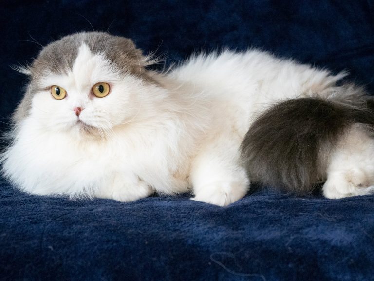 Scottish Fold Long Hair Bicolor Blue Tabby