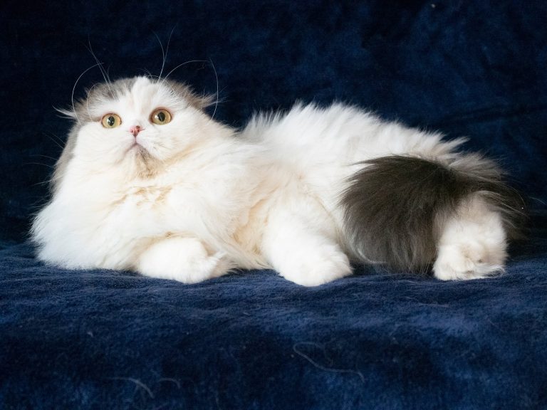 Scottish Fold Long Hair Bicolor Blue Tabby