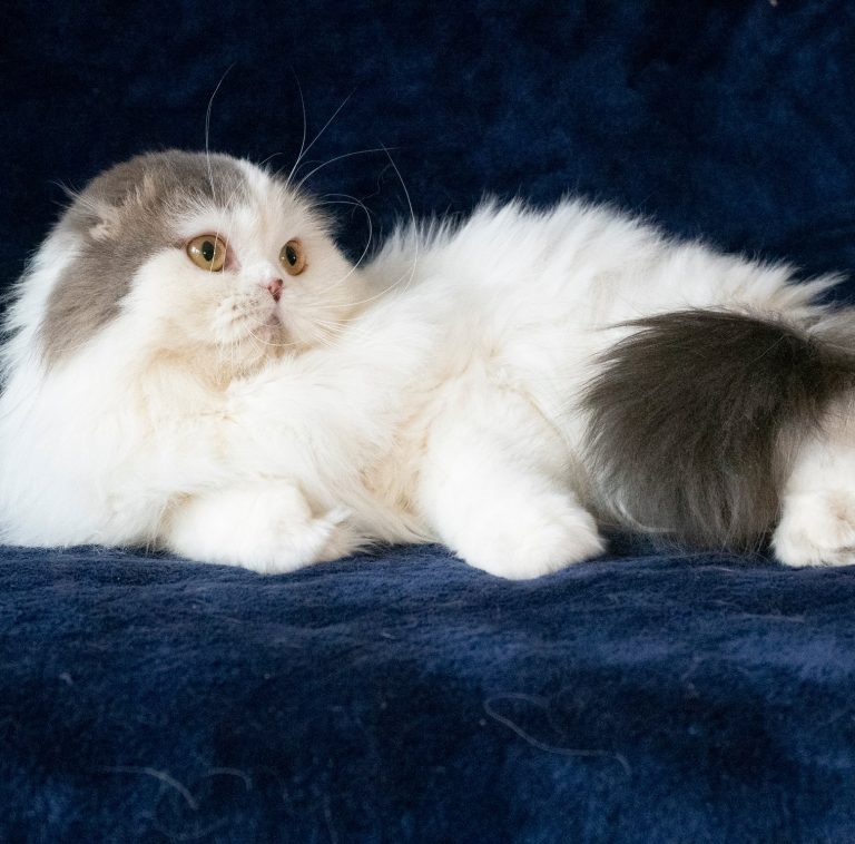 Scottish Fold Long Hair Bicolor Blue Tabby