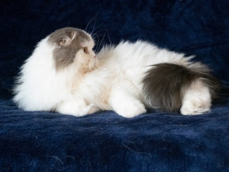 Scottish Fold Long Hair Bicolor Blue Tabby