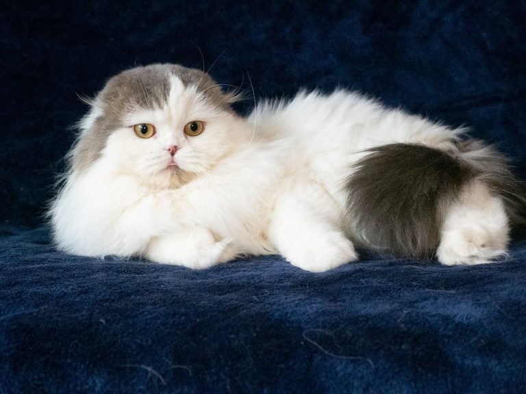 Scottish Fold Long Hair Bicolor Blue Tabby