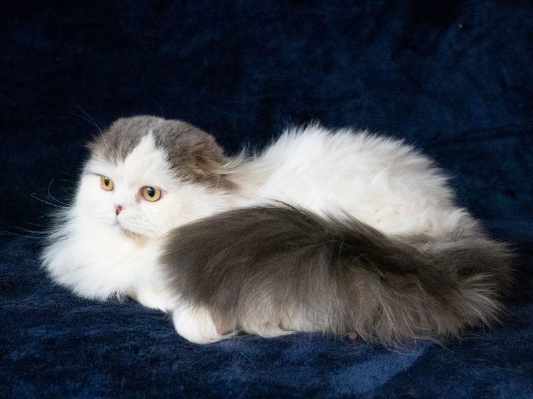 Scottish Fold Long Hair Bicolor Blue Tabby