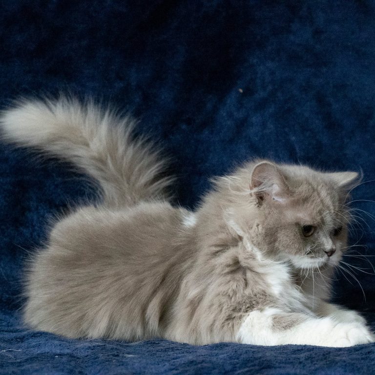 Scottish straight longhair male kitten lilac and white – BestOfTheBest cattery