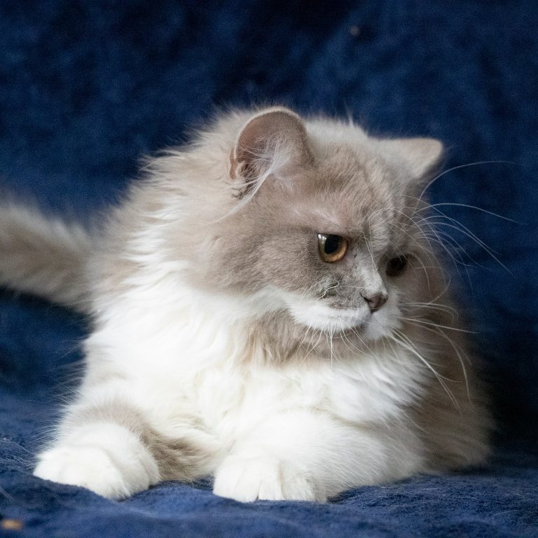 Scottish straight longhair male kitten lilac and white – BestOfTheBest cattery