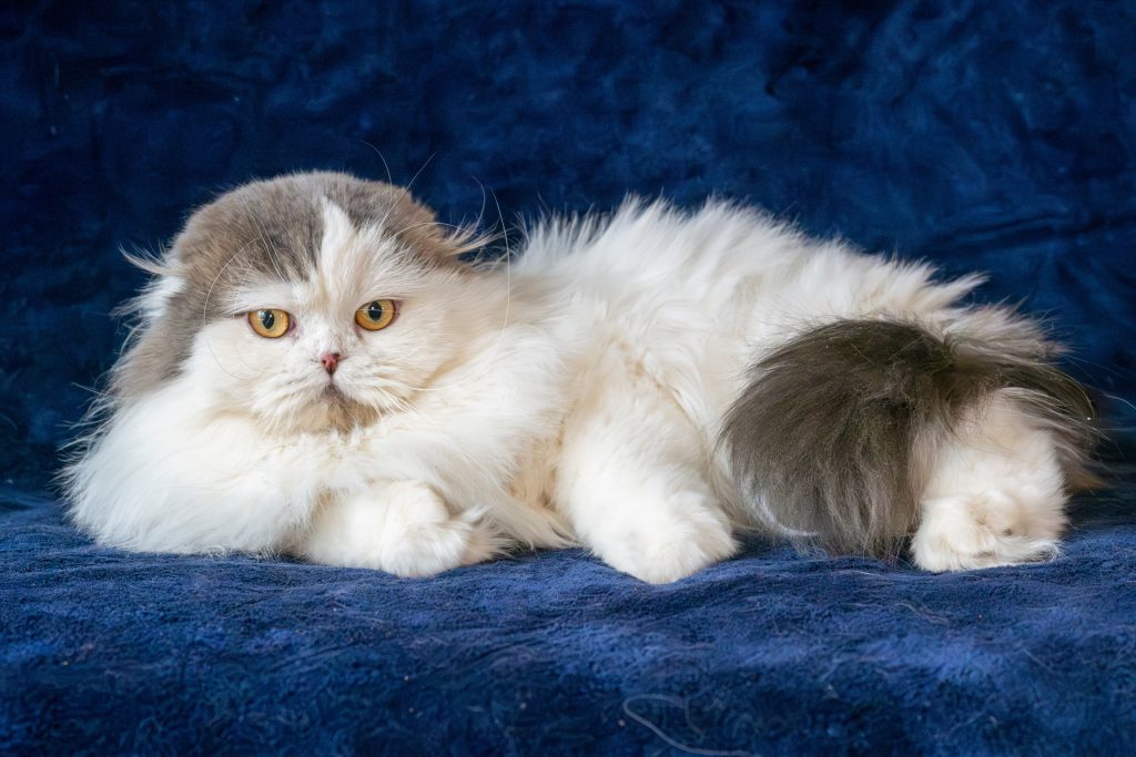 Highland fold male kitten, blue and white bicolor, from the cattery BestOfTheBest.