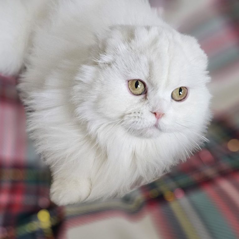 Scottish Fold Longhair White