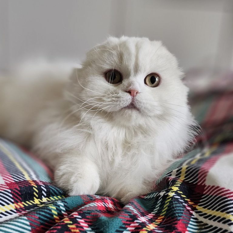 Scottish Fold Longhair White