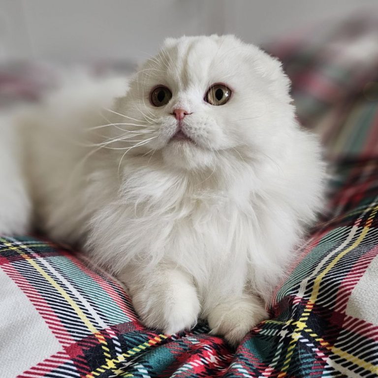 Scottish Fold Longhair White