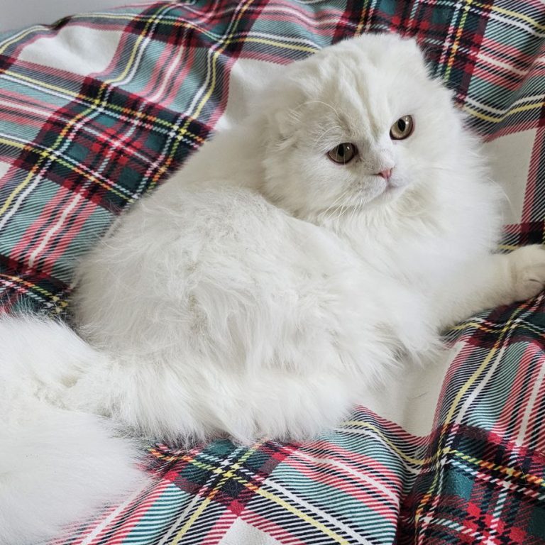 Scottish Fold Longhair White