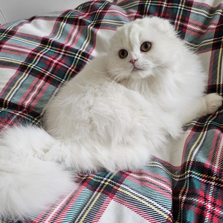 Scottish Fold Longhair White