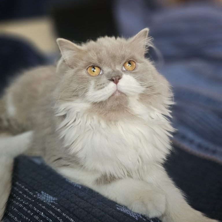 Scottish straight longhair male kitten lilac and white – BestOfTheBest cattery