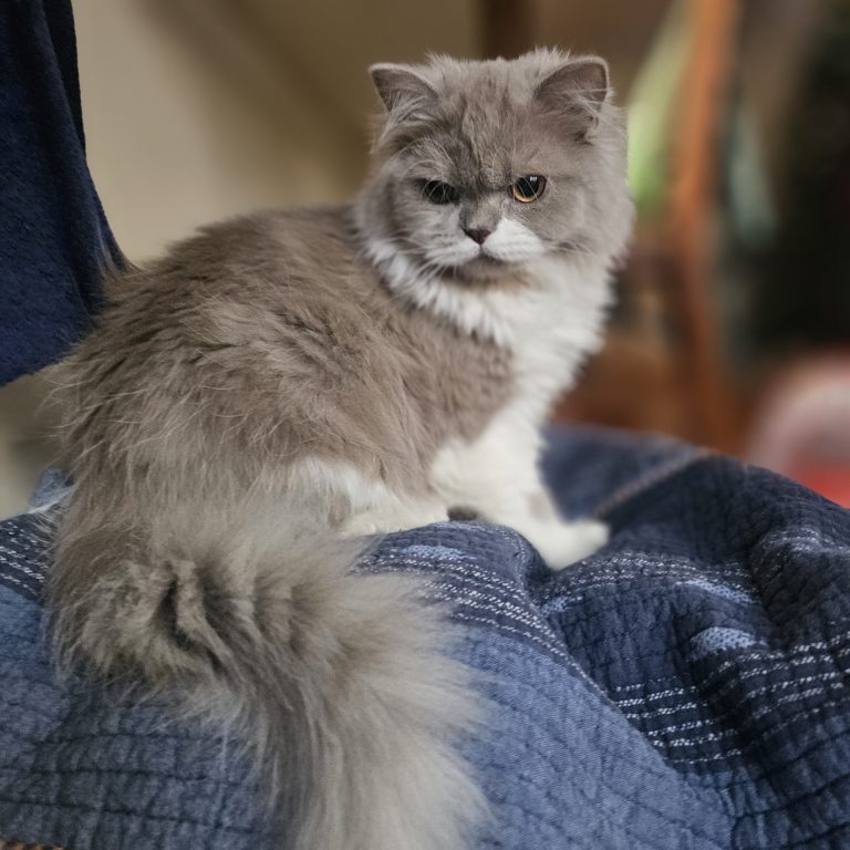 Scottish straight longhair male kitten lilac and white – BestOfTheBest cattery
