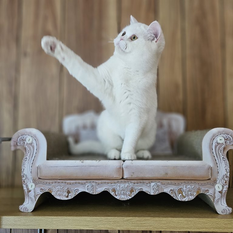 White Scottish straight cat on an elegant mini sofa – BestOfTheBest cattery