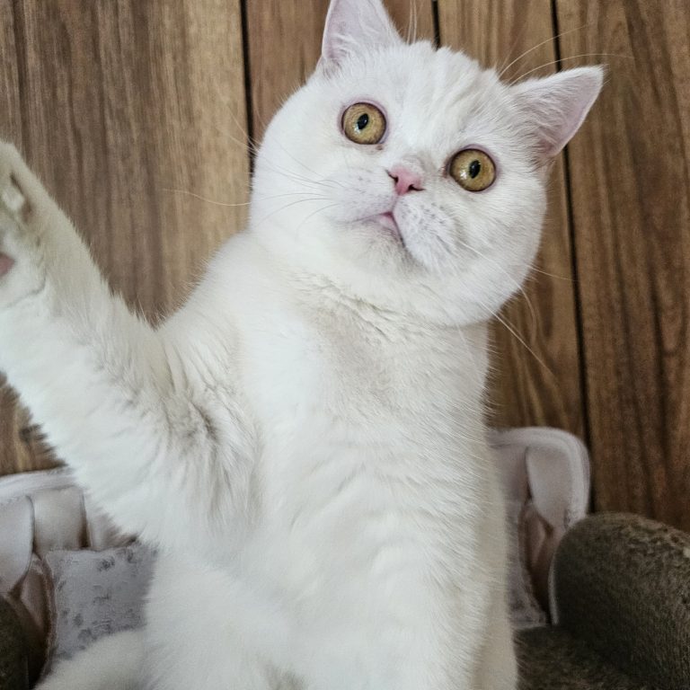 White Scottish straight cat on an elegant mini sofa – BestOfTheBest cattery