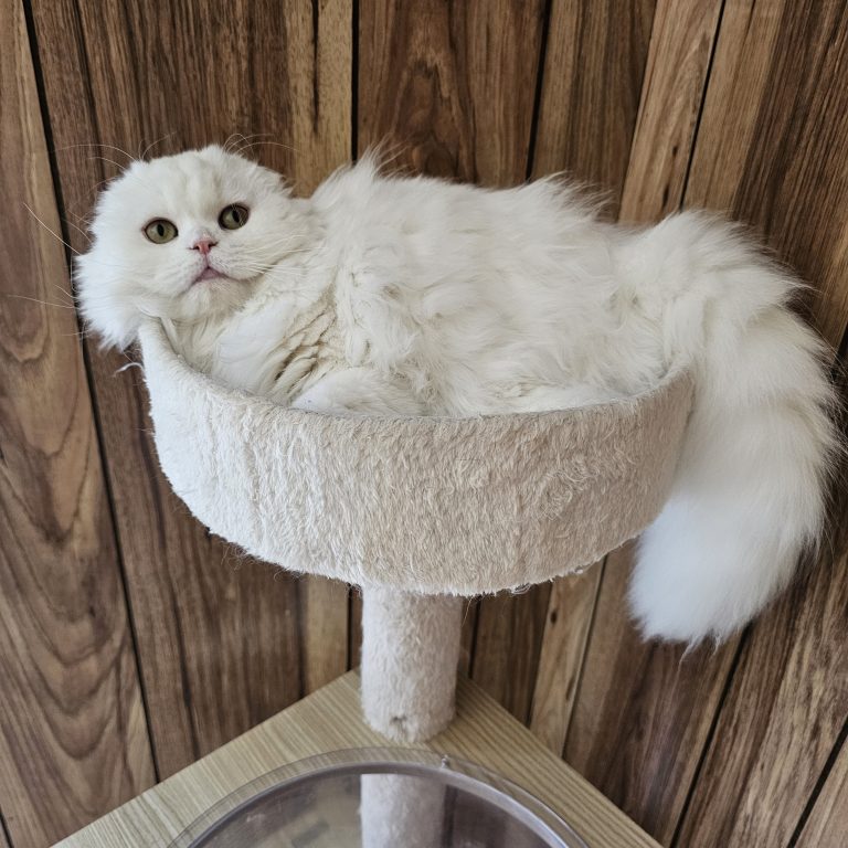 White Scottish Fold Longhair female from BestOfTheBest cattery in Pennsylvania – very affectionate, playful, elegant, and well-socialized.