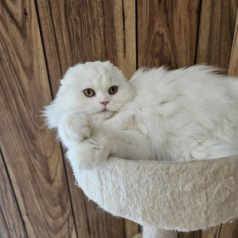 White Scottish Fold Longhair female from BestOfTheBest cattery in Pennsylvania – very affectionate, playful, elegant, and well-socialized.