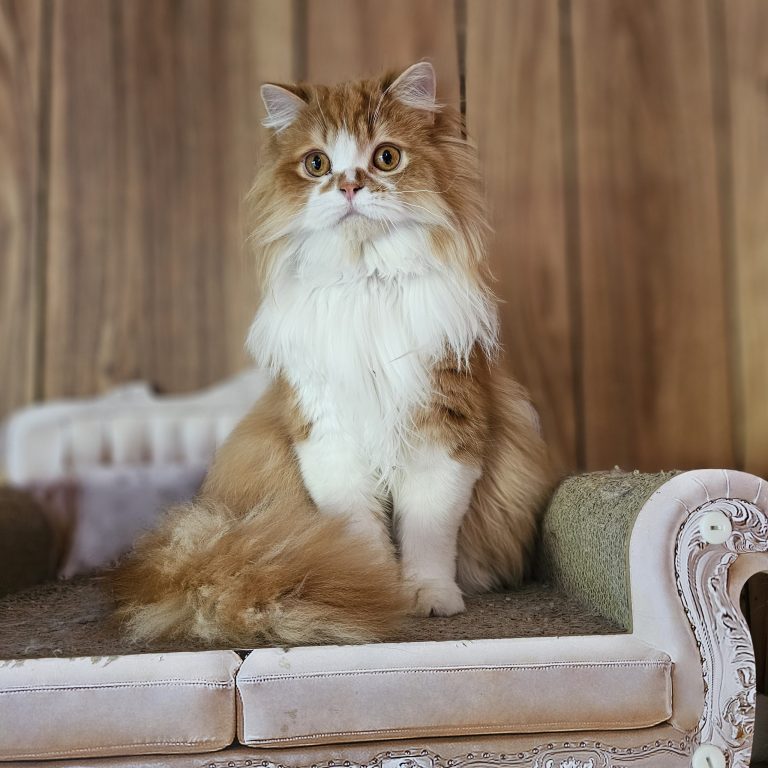 Male Scottish Straight Longhair in orange, red, and white from BestOfTheBest cattery in Pennsylvania – elegant, affectionate, playful, and well-socialized.