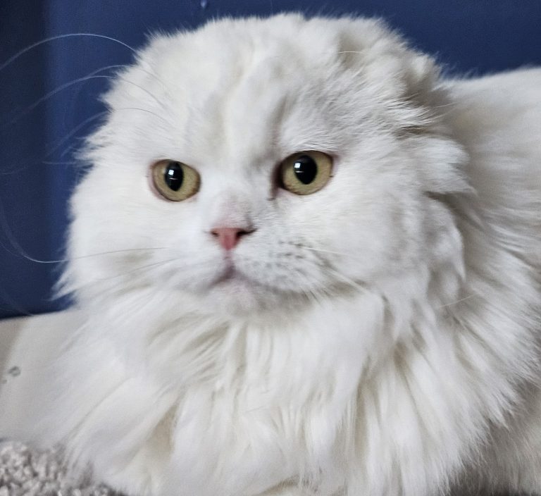 White Scottish Fold Longhair female from BestOfTheBest cattery in Pennsylvania – very affectionate, playful, elegant, and well-socialized.