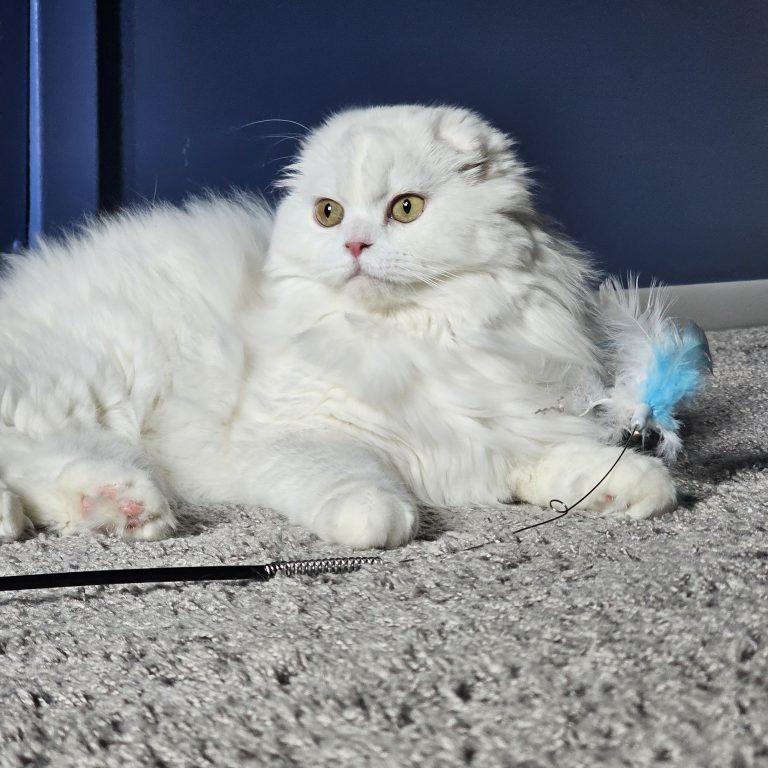 White Scottish Fold Longhair female from BestOfTheBest cattery in Pennsylvania – very affectionate, gentle, and well-socialized.