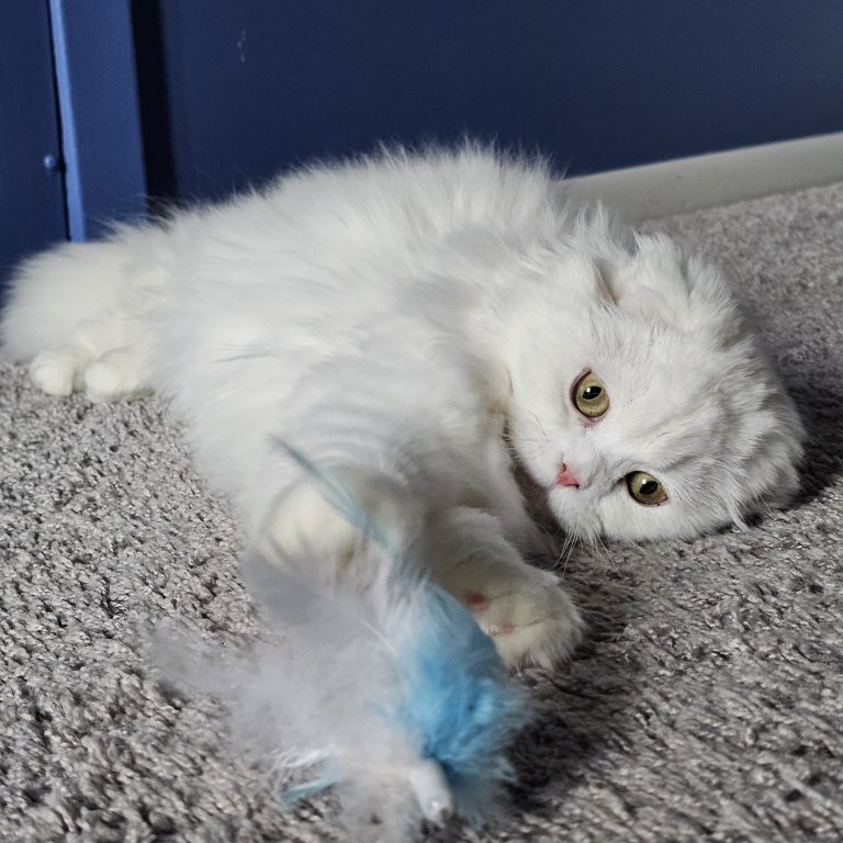 White Scottish Fold Longhair female from BestOfTheBest cattery in Pennsylvania – very affectionate, gentle, and well-socialized.