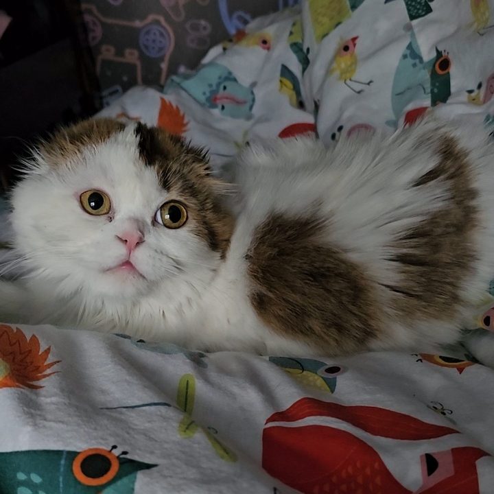 Chocolate and white female Scottish Fold Longhair kitten from BestOfTheBest cattery in Pennsylvania – affectionate, playful, and family-friendly.