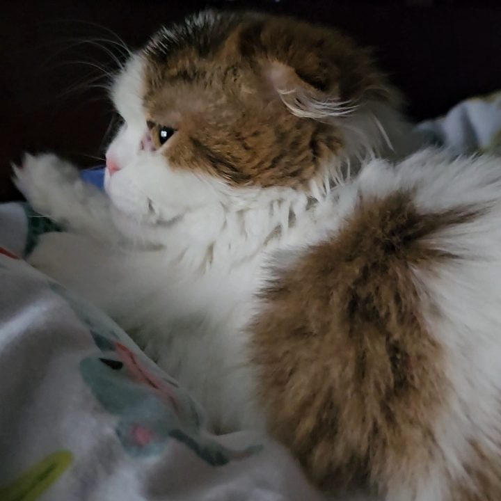 Chocolate and white female Scottish Fold Longhair kitten from BestOfTheBest cattery in Pennsylvania – affectionate, playful, and family-friendly.