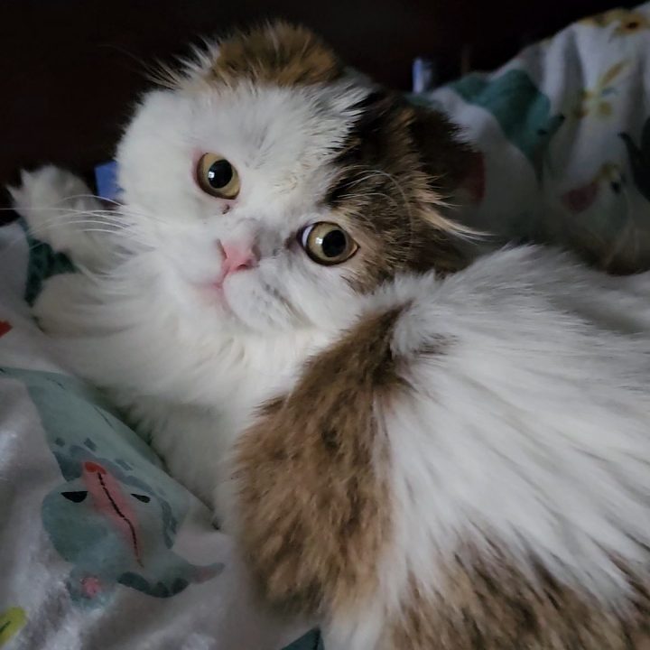 Chocolate and white female Scottish Fold Longhair kitten from BestOfTheBest cattery in Pennsylvania – affectionate, playful, and family-friendly.