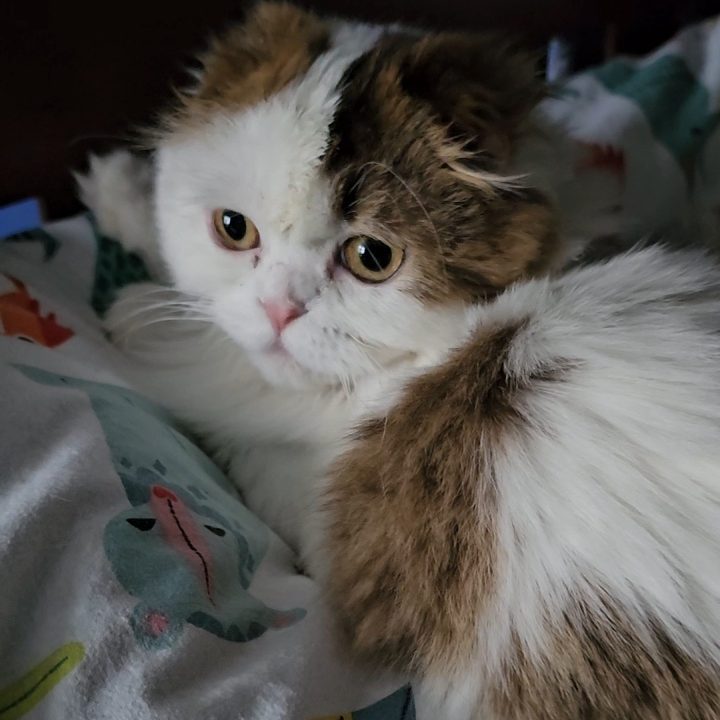 Chocolate and white female Scottish Fold Longhair kitten from BestOfTheBest cattery in Pennsylvania – affectionate, playful, and family-friendly.
